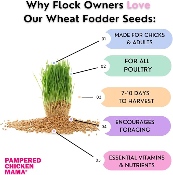 Non-GMO Fodder Seeds for Chickens (3 pounds), Pasture Grass Seed, Wheat Grass Seeds for Growing, Wheat Seeds for Fodder | Pampered Chicken Mama