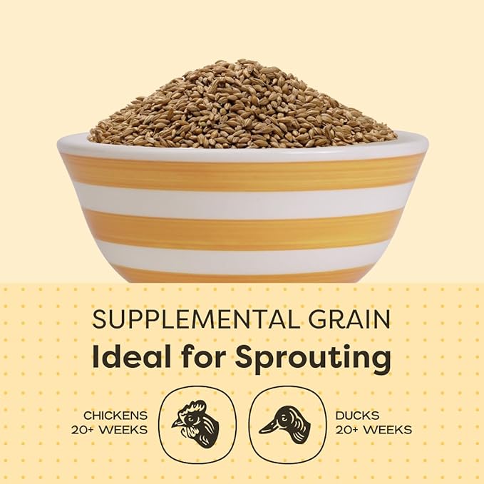Scratch and Peck Whole Barley Chicken, Duck and Livestock Supplemental Grain - 10 lbs Bag - 8.5% Protein, Certified Organic and Non-GMO Project Verified Chicken Food
