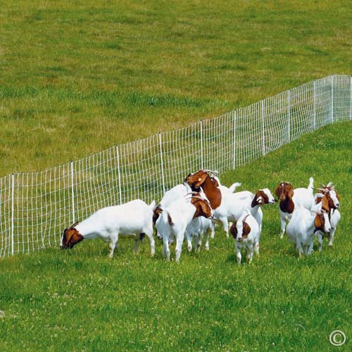 Premier 1 ElectroStop® Plus Starter Kit | White/Black Electric Net Fence – 42"H x 100'L, Includes: Solar Energizer, FiberTuff Support Posts and Tester