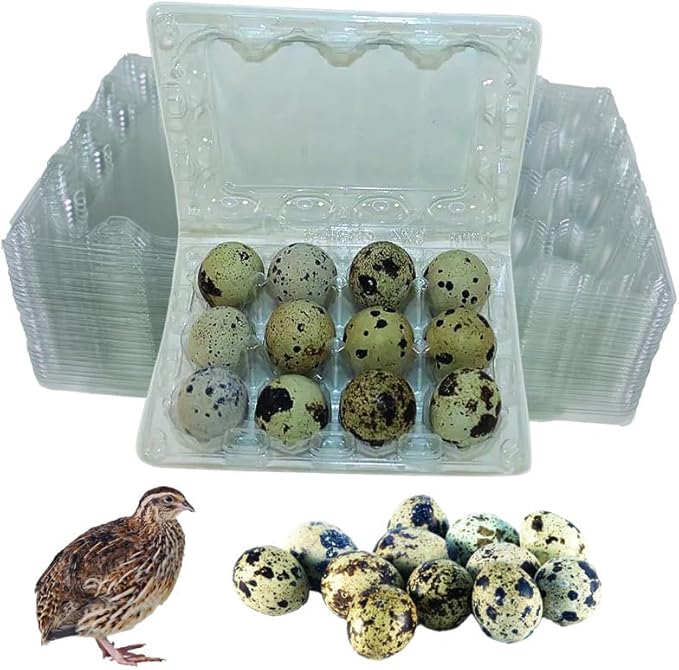 NWQuailFarm JUMBO Quail Eggs Cartons – 100 Pack - Holds 12 (3x4) Larger Quail Egg - Designed to hold Coturnix Jumbo Quail Eggs