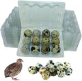 NWQuailFarm JUMBO Quail Eggs Cartons – 100 Pack - Holds 12 (3x4) Larger Quail Egg - Designed to hold Coturnix Jumbo Quail Eggs