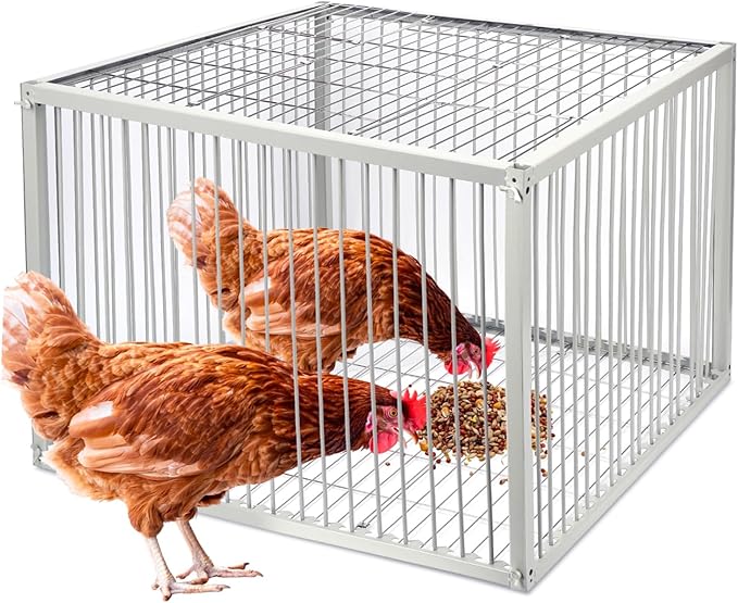 Chicken Trap Cage with Escape-Proof Design – Auto Bird Trap Cage for Chickens and Large Birds | Multi-Catch Pigeons Ducks Traps for Sale with Well Anti-Rust Baking Paint-XL Size