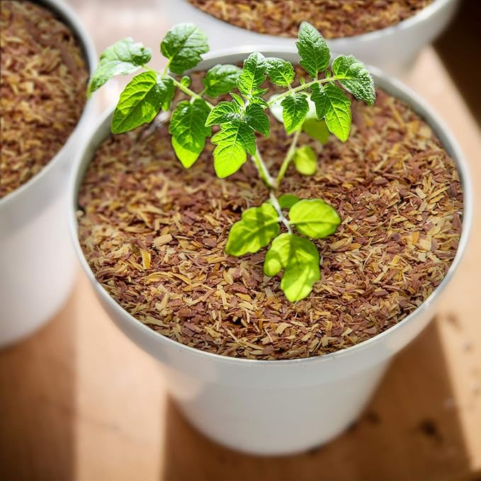 100% Natural Cedar Chips | Mulch | Great for Outdoors or Indoor Potted Plants | Dog Bedding | Pleasant Earthy Smell Half-Quart;