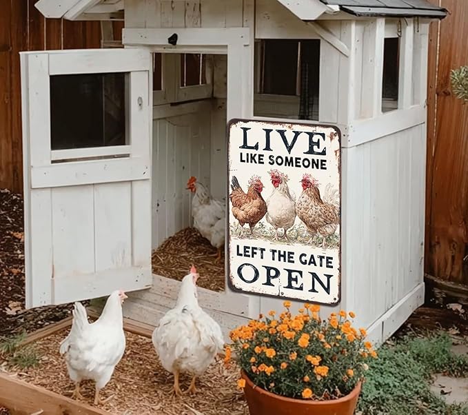 Chiken Gifts Funny Chicken Metal Sign For Home Chicken Decor Coop Rooster Decorations Farm Kitchen Chicken Wall Stuff 8x12 Inches Live Like Someone Left The Gate Open Tin Sign
