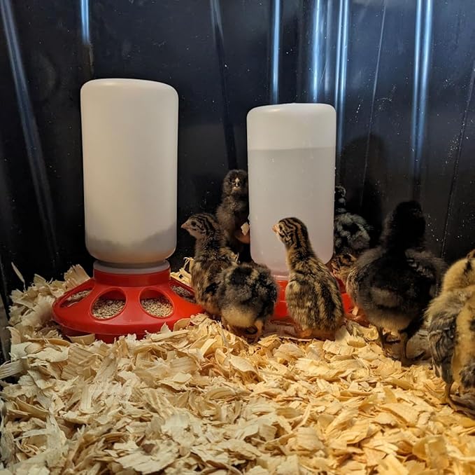 Chicken Waterer and Feeder Set | 1 Quart Poultry Drinker and 1 Quart Poultry Feeder Combo | for Chickens, Ducks, Turkeys, Ducklings, Quail, Baby Chicks and More