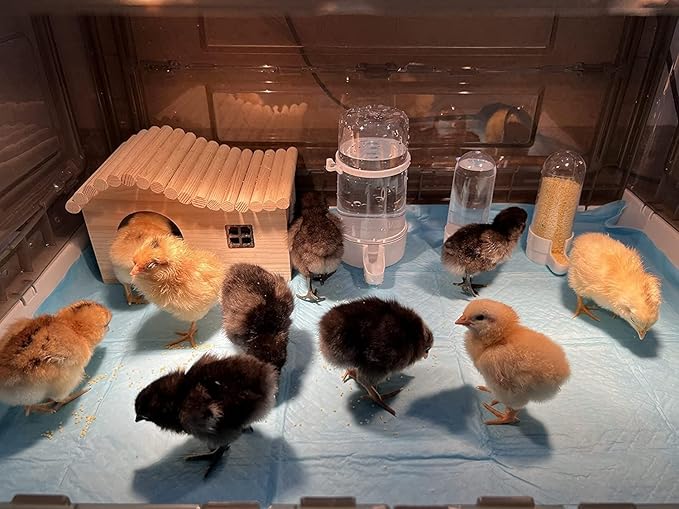 Chick Brooder,Brooder Box for Chicks,Brooder Heater Warms up to 25 Chicks (23″x17″x14″)