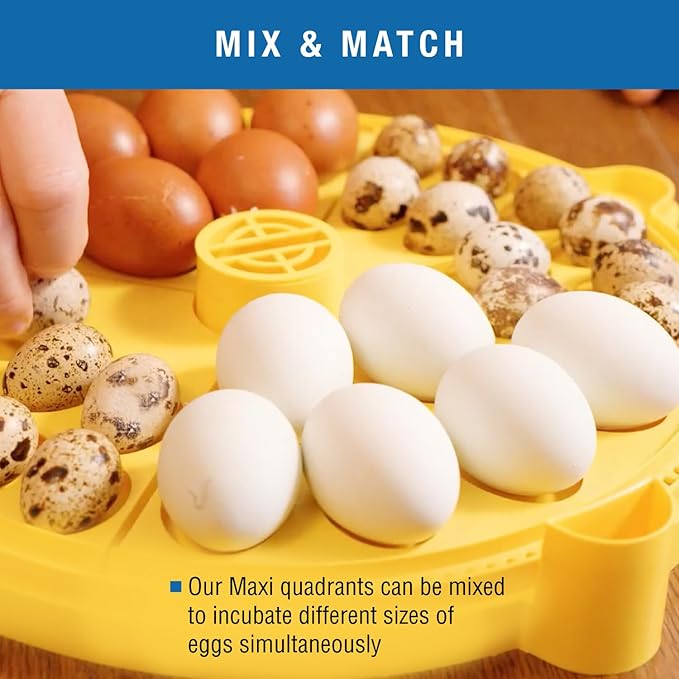 Brinsea Extra Large Egg Quadrant Insert for Maxi Advance Incubator System, Fits 8 Goose-Size Eggs