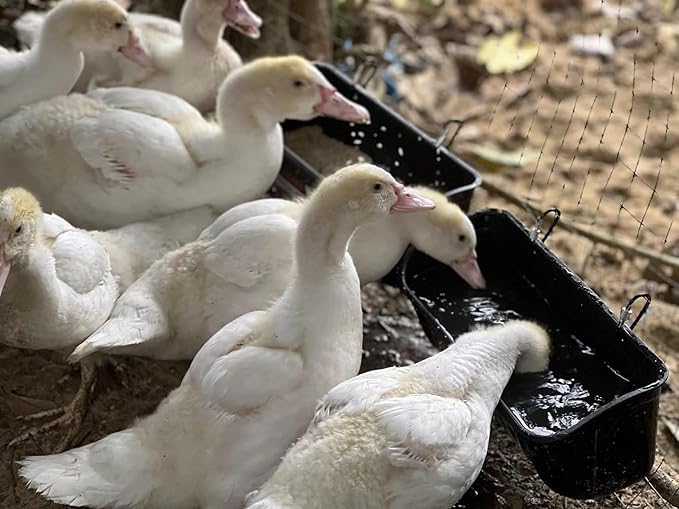 3 Pack Duck Chicken Poultry Hanging Fence Feeder | 8 Quarts in Total | Black｜A Free Feed Scoop Included
