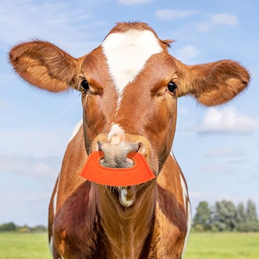 PAGOW 10 Pack Calf Weaner, Cattle Cow Weaning Tool, Farm Livestock Bovine Nose Clip, Cow Nose Thorn Milking Stop