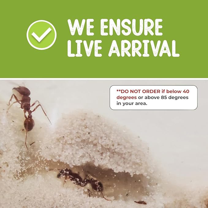 Nature Gift Store 1 Tube of Live Ants Plus Ant Food and Honey Treat: Ant Habitat Kit Refill
