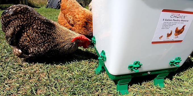 Hen's Choice 5 Gallon Chicken Waterer with 8 Drinker Nipples, Anti-Roost Lid, Top Fill Design, Heavy Duty Legs
