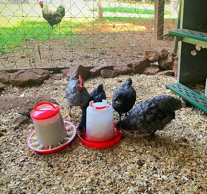 Chicken Feeder and Waterer Kit,Chick 1.5kg Flip Top Feeder and 1.5 L Waterer for Ducks/Quail,Automatic Baby Chick Starter Set for Small Poultry