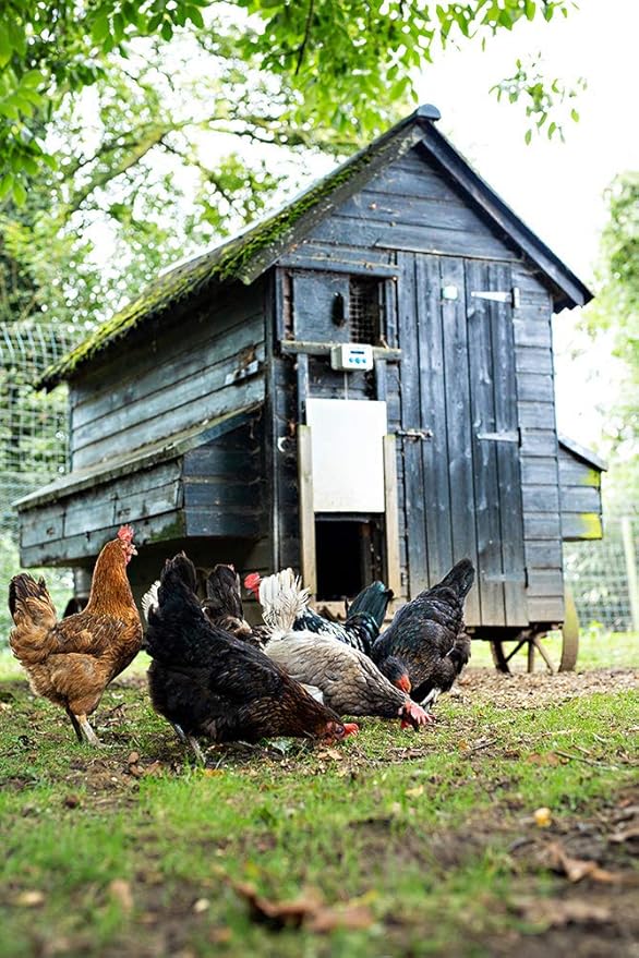 ChickenGuard Classic Door Kit Combi - 'Extreme' Auto Coop Door Opener Plus Aluminium Pop Hole Door with Oak Runners, Indoor/Outdoor Automatic Chicken Coop, Backyard Hen House Accessory