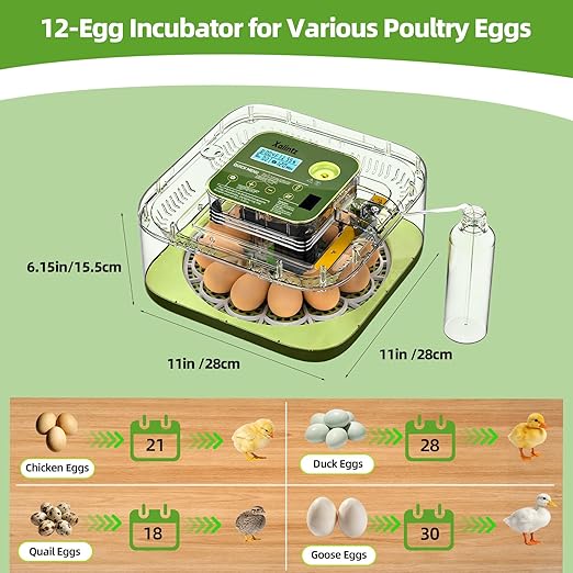 Automatic 12 Egg Incubator - Digital Temperature/Humidity Display, Hatch Day Countdown, Auto Egg Turner & Candler with 360° View for Hatching Chicken, Duck, Quail Eggs