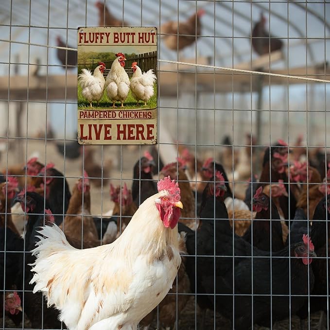 Chicken Decor Metal Signs Funny Chicken Coop Signs Rooster Decor Farmhouse Wall Art Sign Fluffy Butt Hut Pampered Chickens Live Here Tin Sign for Farm Kitchen Garden, Farm Style Gift, 12x8 Inc