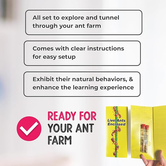 1 Tube Live Ant Farm Ants Plus Ant Food-Bundle