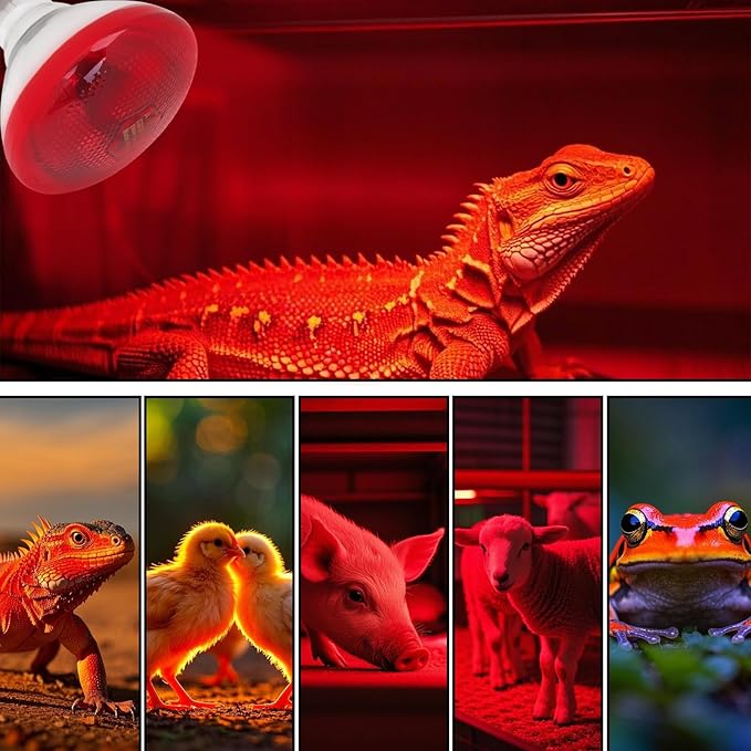 Aiicioo Infrared Heat Lamp Bulb 250W Red Infrared Heat Bulb for Chickens Reptile Heat Light Bulb for Brooder Coop Chicks Pet Reptile Amphibians Par38 Glass E26 Base