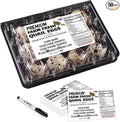 Jumbo Quail Egg Cartons with Custom Farm Labels for Coturnix Bobwhite Quail (12 Count, 100)