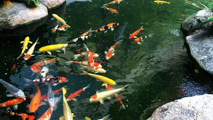 AlpineReach Koi Pond Netting Kit 7 x 10 ft Black Heavy Duty Woven Fine Mesh Net Cover for Leaves - Protects Koi Fish from Blue Heron Birds, Cats & Predators – Reusable & Stakes Included