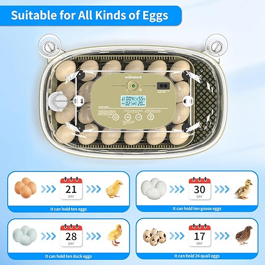 Incubator for Hatching Eggs,Automatic Turning,Temperature and Humidity Control Display, 360° Viewing for Chicken, Duck, Quail Eggs, Perfect for Farm, Classroom, Home Use,24 Egg Incubators