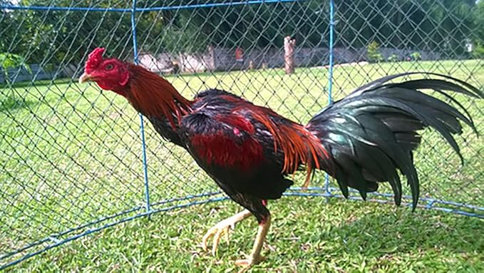 Speed Super Nano Drop 35 ML. Essential Amino Acids Rooster Booster Vitamins Chicken Supplement for Fast Proven Recovery Body & Energy, Blood Care Build Muscles Feed Poultry Hen Food