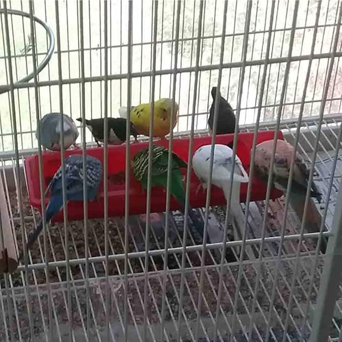 6 Pieces Plastic Flip Top Bird Small Poultry Feeder Quail Chick Feeder Waterer Poultry Feeding Tray Trough Dish Dispenser No Mess No Waste for Brooder Chickens Ducks Quails Pigeon Birds