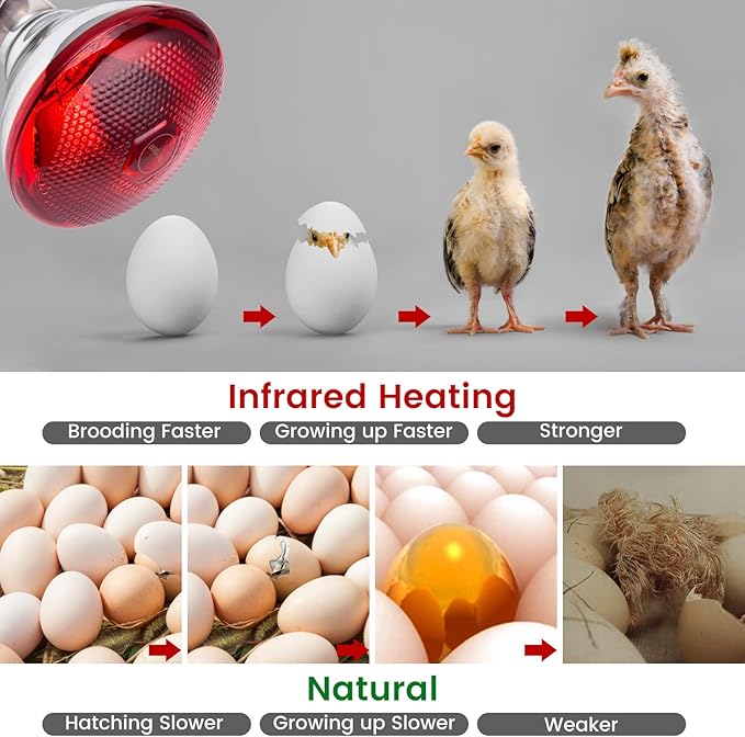 Heat Lamp for Chickens Coop Brooder and Reptile Heat Bulb 150 Watt Infrared Red Light