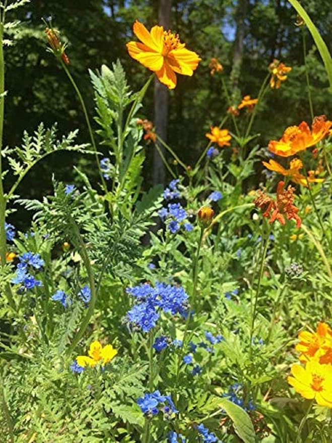 Backyard Safari Company Grow Gardens, Honey Bee Habitat