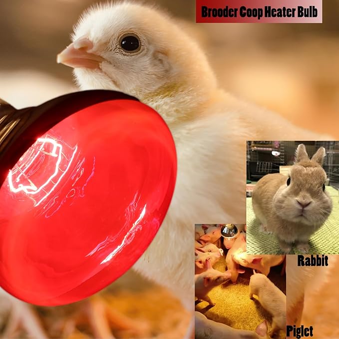 250 Watts Heat Lamp Bulbs, R40 Brooder Heat Lamp for Chickens, Infrared Reflector Heat Bulb for Brooder Coop Heater, Incandescent Heating Light Bulb for Food, Pet, Bathroom, Light Therapy, 2 Pack