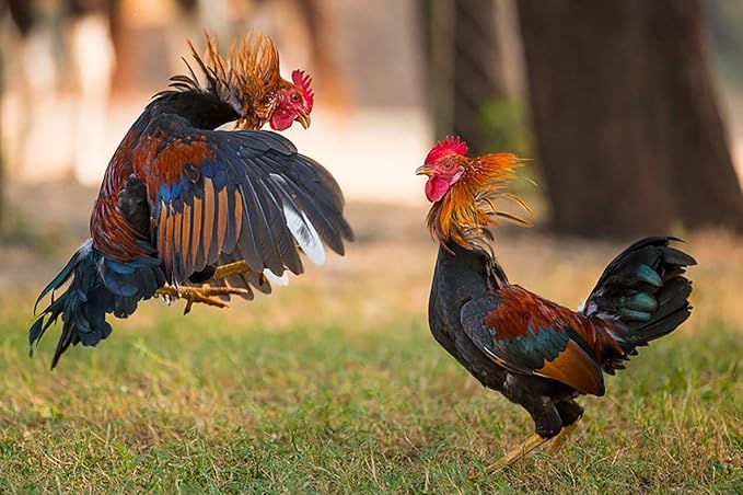 A.D.P. Rooster Booster Protection Chicken Mitt Safety Poultry Bird, Botas para GALLOS BREEDING Supplies 2 Pairs Color Blue & Red, Leg Protect & Care, Handmade