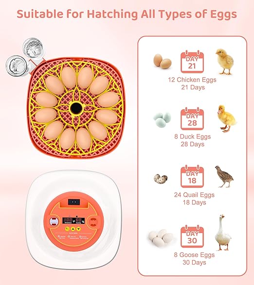 12 Egg Incubator for Hatching Eggs, Smart Temperature and Humidity Control, Automatic Egg Turning, Incubator for Hatching Chicken, Quail, Duck Eggs, 360° Clear View for Home, Classroom, Farm