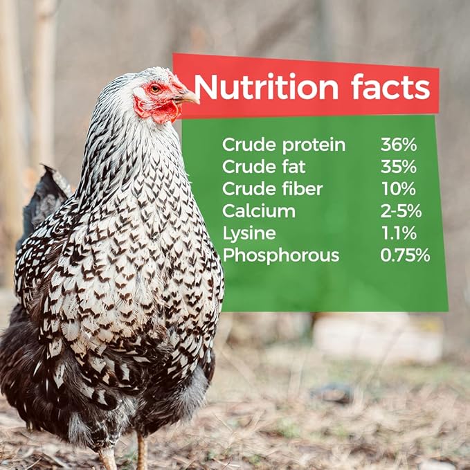 GrubTerra Black Soldier Fly Larvae for Chickens – Dried BSFL Poultry Treat, High Protein Calcium Feed Supplement for Laying Hens, Backyard Chickens, Sourced from Mexico, Not from China - 5LB
