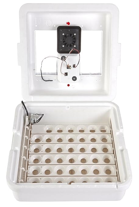 Little Giant® Digital Circulated Air Incubator | 41 Eggs | Egg Incubator with Fan, Temperature and Humidity Control | Hatching Eggs
