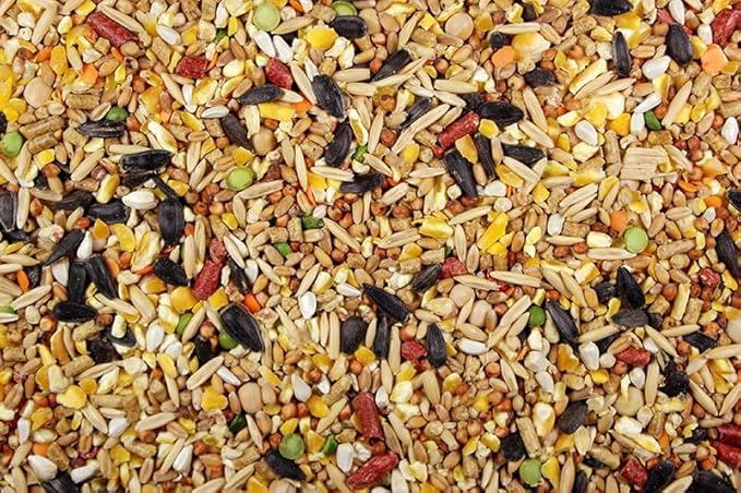 Chicken Feed, Whole Ingredient Chicken Treat, Wied Variety of Grains Poultry Feed (10 Pound (Pack of 1), Singer Mix with Cracked Corn)