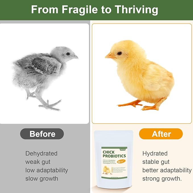 Chick Probiotics Powder, 4-in-1 Poultry Nutrition with Probiotics Vitamins Minerals & Electrolytes, Supports Digestion Hydration & Healthy Growth for Chicks, Poultry Nutrient Boost Supplements Feed