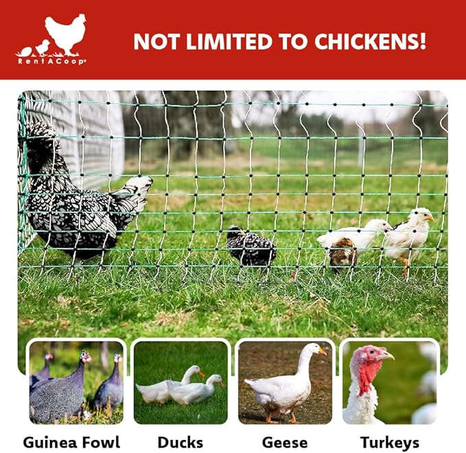 RentACoop Poultry Netting Electric Fence - Electric Poultry Enclosure for Chickens, Ducks, Turkeys - Suitable for 4 Week Old Chickens/Older and Adult Poultry - Energizer Not Included - 168' L x 42" H