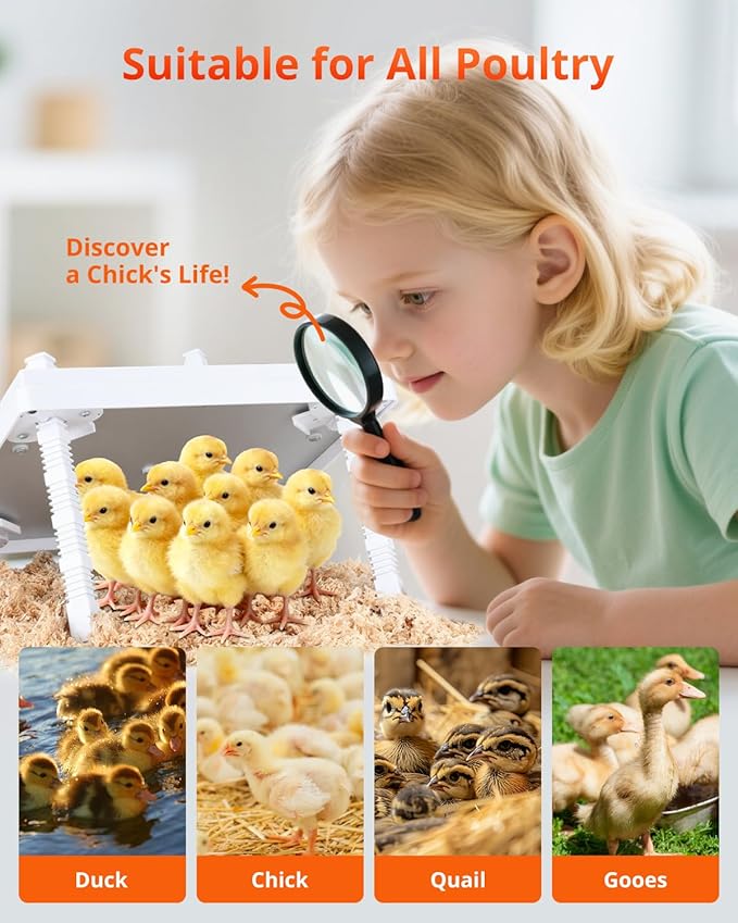 Chick Brooder Heating Plate, 12"x12" Chick Heat Plate with Adjustable Height & Angle, 30W Lower Energy Chick Heater Brooder Plate with Temperature & Time Control, Suitable for 20 Baby Chicks