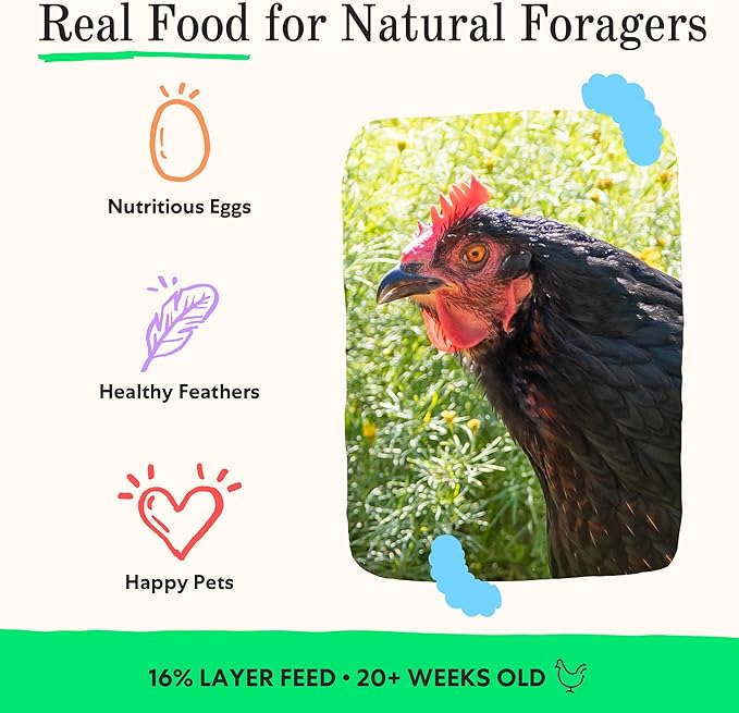 Grubbly Farms Fresh Pecks Layer Chicken Feed Crumbles - 16% Layer Feed for 20+ Week Old Hens, Batams, and Larger Breeds - Contains Black Soldier Fly Grubs - No Soy, Corn, or Fish - 30 lb Bag