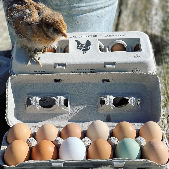 250 Egg Cartons- Bulk Value Bundle- Adorable Printed Design for Farm Fresh Eggs, Recycled Paper Cardboard, Sturdy & Reusable, Holds up to XL Chicken Eggs