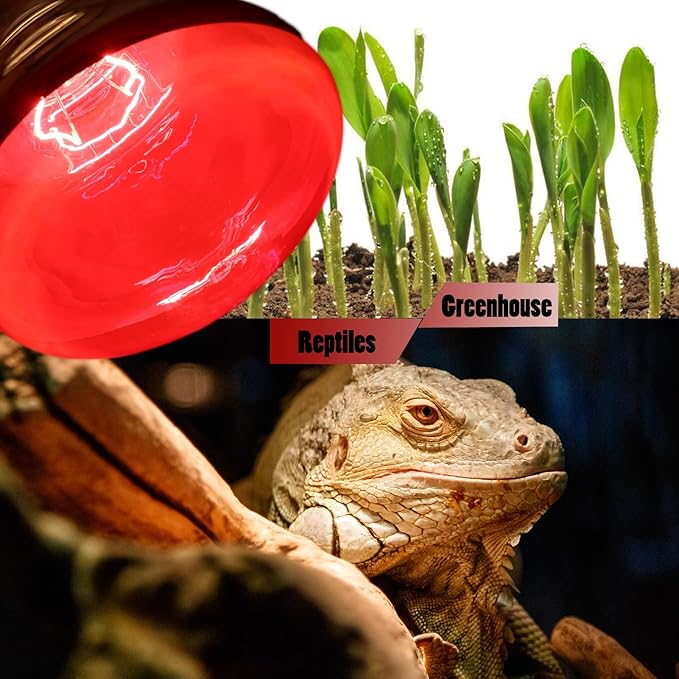 250 Watts Heat Lamp Bulbs, R40 Brooder Heat Lamp for Chickens, Infrared Reflector Heat Bulb for Brooder Coop Heater, Incandescent Heating Light Bulb for Food, Pet, Bathroom, Light Therapy, 2 Pack