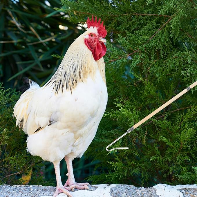 Chicken Accessories Set Chicken Catcher Hook Leg Grabber for Coop Poultry Handling Tool