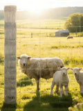 Cattle Farm Fence 4x164ft, Galvanized Wire Fencing 14GA Heavy Zinc Coating Wire Fencing, for Goat Deer Yard Livestock Animals Protection (4x164ft(14GA))