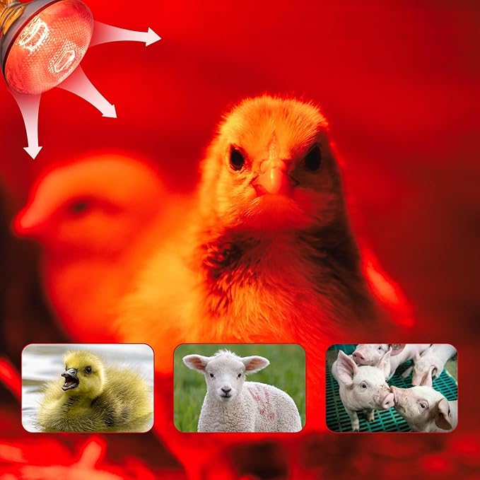 4 Pack 250W Chicken Heat Lamp Bulbs, PAR38 Red Heat Lamp for Chicks, Infrared Reflector Heating Bulbs for Brooder Heater, Infrared Heat Lamp for Pet, Bathroom, Food