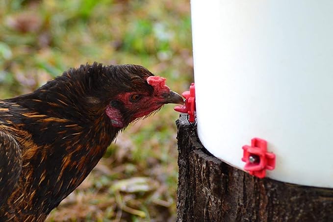 RentACoop DIY Waterer Kit - Horizontal Nipples with Dribble Dish and Installation Tool - Great for Chickens, Turkeys, Peafowl, and Other Poultry - 50 Pack