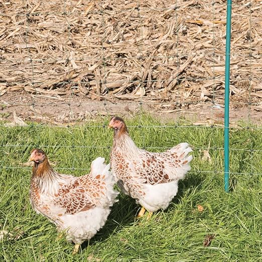 Premier 1 PoultryNet® Plus, 48"H x 100'L Electric Fence Starter Kit | Extra Line Posts to Reduce Sag | Includes: Solar Energizer, FiberTuff™ Support Posts and Tester | Green/Black