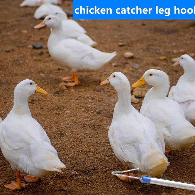 Chicken Catching Net，Adjustable 29-74 Inch Chicken Catcher Leg Hook Tool Kit,Long Handle Animal Catcher Pole Suitable for Catching Small Duck,Goose,Bird, Skunk Bat and Fishnet etc（15 x 23.2 Inch Net）