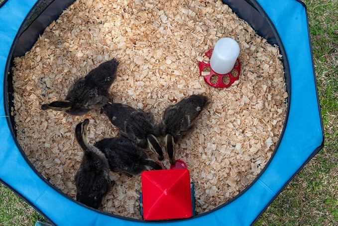 Hen Pen Pop-Up Brooder: Raise Chicks w/The Collapsible Play Pen for Small Animals, Chickens & Ducklings - Portable, Lightweight and Waterproof