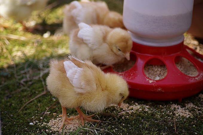 Country Heritage Medicated Chick Starter Grower Feed 5lbs - Complete Nutrition Crumble for Baby Chicks 0-16 Weeks, 18% Protein