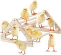 Wooden Chick Perch Stand, Pine Roosting Bar, Jungle Gym Perch Toys for Chicken Coop & Brooder, Bird Perch for Baby Chicks & Parrots (Large)