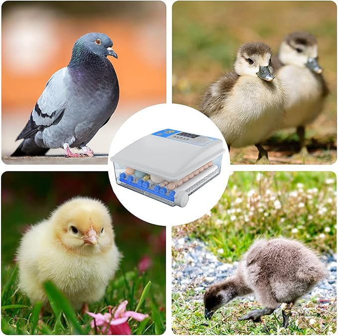Egg Incubator Chicken Incubators for Hatching Eggs with Automatic Temperature and Humidity Control, Chick Brooder, Incubator Box Kit,36Eggs,36Eggs